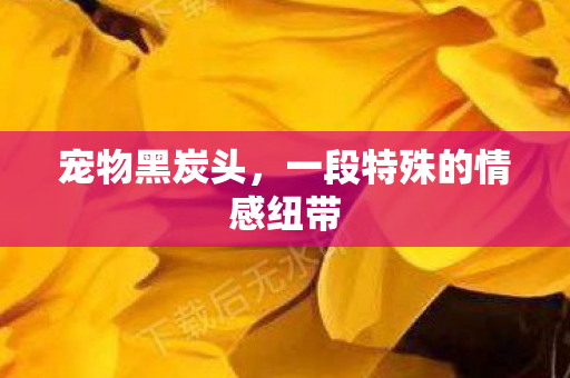 宠物黑炭头,一段特殊的情感纽带 宠物黑炭头,一段特殊的情感纽带