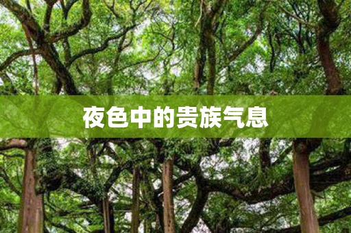夜色中的贵族气息