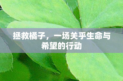 拯救橘子,一场关乎生命与希望的行动 拯救橘子,一场关乎生命与希望的行动