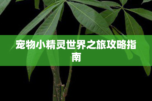 宠物小精灵世界之旅攻略指南 宠物小精灵世界之旅攻略指南