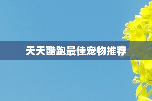 天天酷跑最佳宠物推荐 天天酷跑最佳宠物推荐