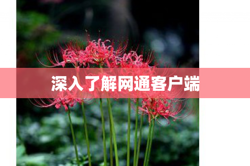 深入了解网通客户端 深入了解网通客户端