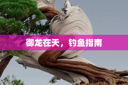 御龙在天,钓鱼指南 御龙在天,钓鱼指南