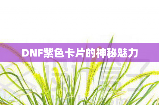 DNF紫色卡片的神秘魅力 DNF紫色卡片的神秘魅力