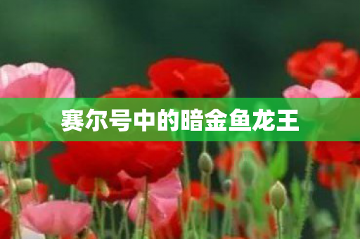 赛尔号中的暗金鱼龙王 赛尔号中的暗金鱼龙王