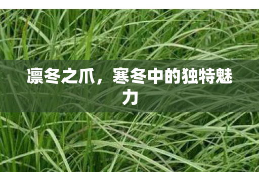 凛冬之爪,寒冬中的独特魅力 凛冬之爪,寒冬中的独特魅力