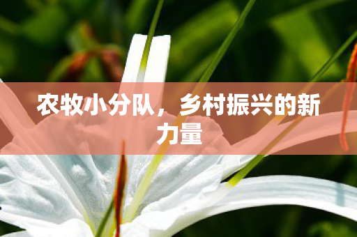 农牧小分队,乡村振兴的新力量 农牧小分队,乡村振兴的新力量
