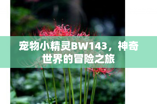 宠物小精灵BW143,神奇世界的冒险之旅 宠物小精灵BW143,神奇世界的冒险之旅