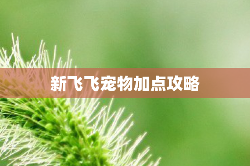 新飞飞宠物加点攻略 新飞飞宠物加点攻略