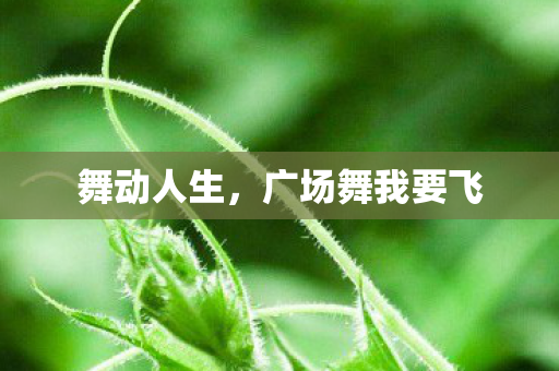 舞动人生,广场舞我要飞 舞动人生,广场舞我要飞