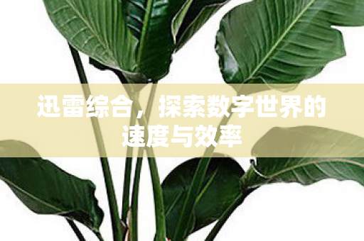 迅雷综合,探索数字世界的速度与效率 迅雷综合,探索数字世界的速度与效率
