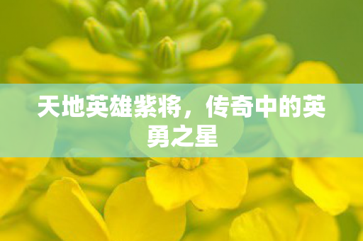 天地英雄紫将,传奇中的英勇之星 天地英雄紫将,传奇中的英勇之星