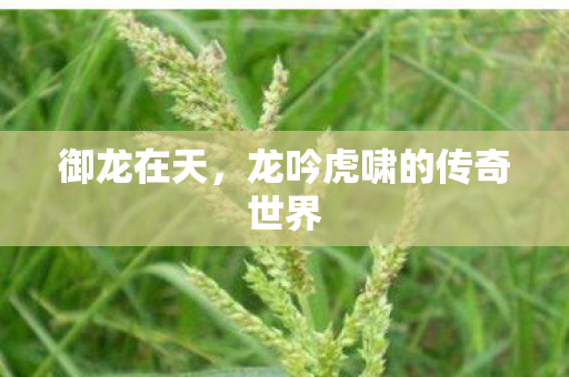 御龙在天,龙吟虎啸的传奇世界 御龙在天,龙吟虎啸的传奇世界