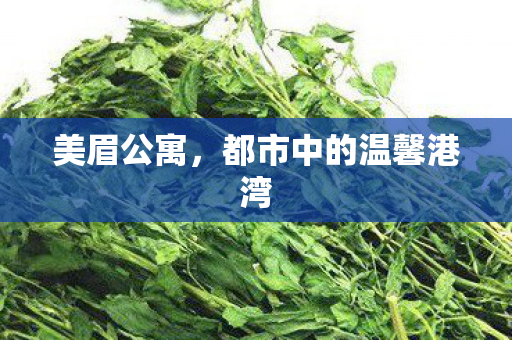 美眉公寓,都市中的温馨港湾 美眉公寓,都市中的温馨港湾