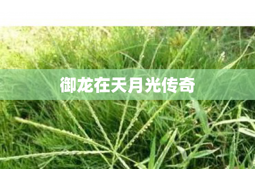 御龙在天月光传奇 御龙在天月光传奇
