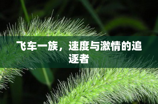 飞车一族，速度与激情的追逐者