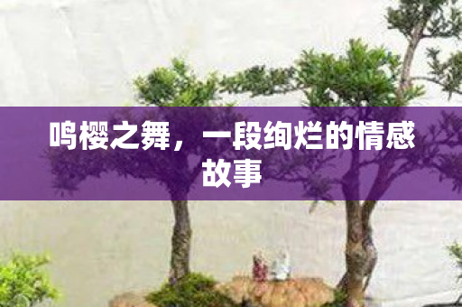 鸣樱之舞,一段绚烂的情感故事 鸣樱之舞,一段绚烂的情感故事