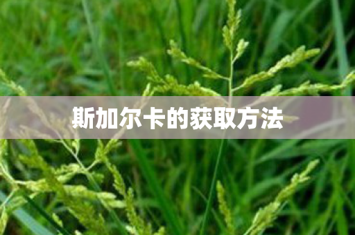 斯加尔卡的获取方法 斯加尔卡的获取方法