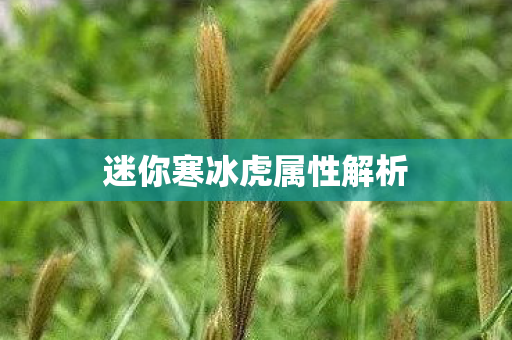 迷你寒冰虎属性解析 迷你寒冰虎属性解析