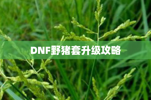 DNF野猪套升级攻略 DNF野猪套升级攻略