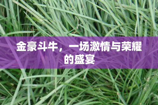 金豪斗牛，一场激情与荣耀的盛宴