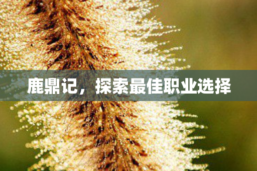 鹿鼎记，探索最佳职业选择