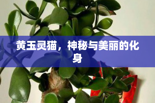 黄玉灵猫,神秘与美丽的化身 黄玉灵猫,神秘与美丽的化身