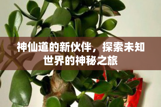 神仙道的新伙伴,探索未知世界的神秘之旅 神仙道的新伙伴,探索未知世界的神秘之旅
