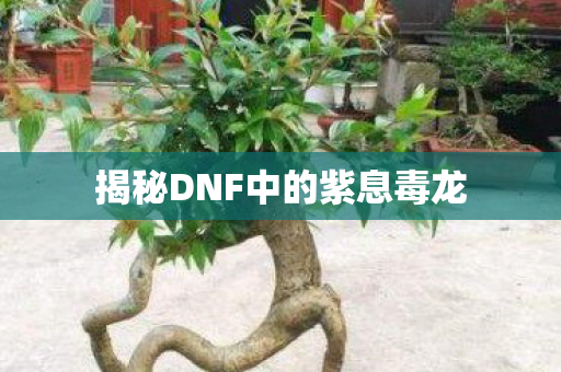 揭秘DNF中的紫息毒龙 揭秘DNF中的紫息毒龙