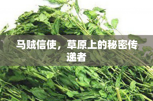 马贼信使,草原上的秘密传递者 马贼信使,草原上的秘密传递者