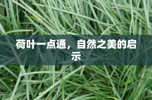 荷叶一点通,自然之美的启示 荷叶一点通,自然之美的启示