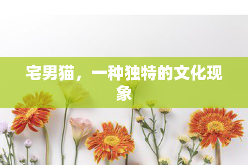 宅男猫，一种独特的文化现象