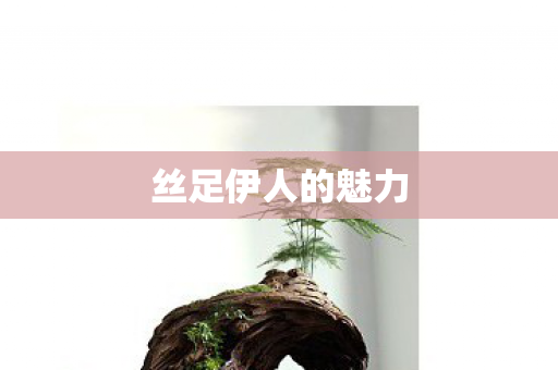 丝足伊人的魅力 丝足伊人的魅力