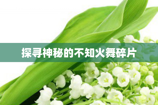 探寻神秘的不知火舞碎片 探寻神秘的不知火舞碎片