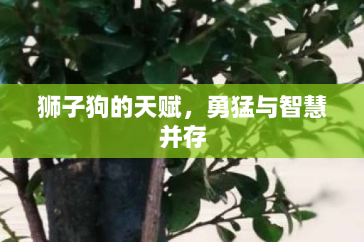 狮子狗的天赋，勇猛与智慧并存