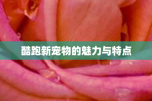 酷跑新宠物的魅力与特点