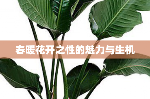 春暖花开之性的魅力与生机 春暖花开之性的魅力与生机