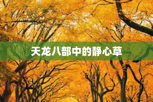 天龙八部中的静心草 天龙八部中的静心草
