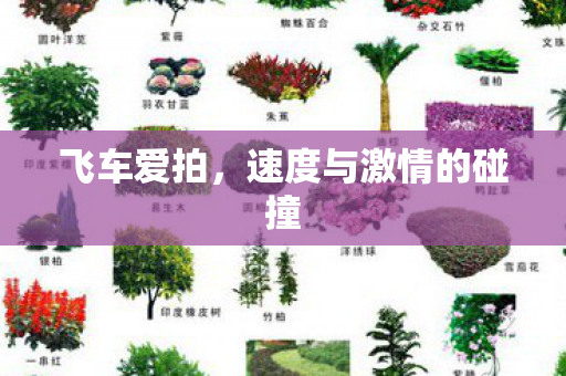 飞车爱拍,速度与激情的碰撞 飞车爱拍,速度与激情的碰撞