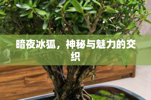 暗夜冰狐，神秘与魅力的交织