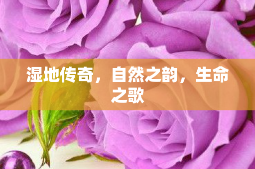 湿地传奇，自然之韵，生命之歌