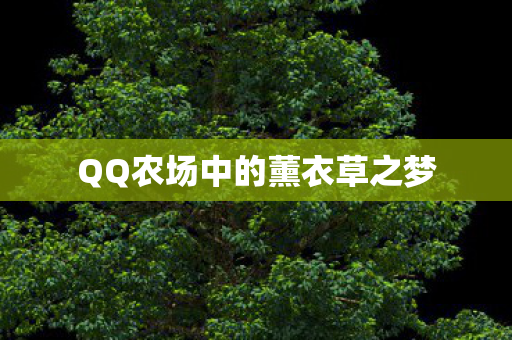 QQ农场中的薰衣草之梦 QQ农场中的薰衣草之梦