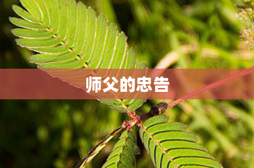 师父的忠告 师父的忠告