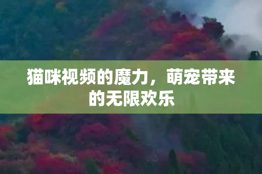 猫咪视频的魔力,萌宠带来的无限欢乐 猫咪视频的魔力,萌宠带来的无限欢乐