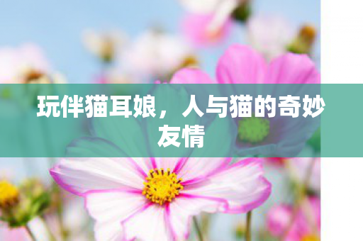 玩伴猫耳娘，人与猫的奇妙友情