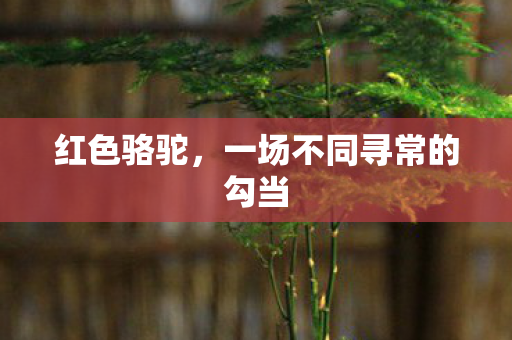 红色骆驼,一场不同寻常的勾当 红色骆驼,一场不同寻常的勾当