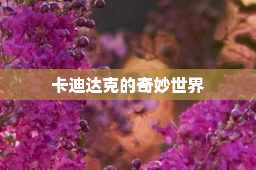 卡迪达克的奇妙世界