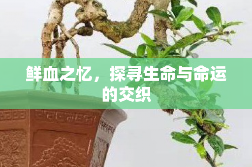 鲜血之忆,探寻生命与命运的交织 鲜血之忆,探寻生命与命运的交织