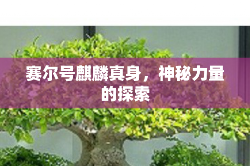 赛尔号麒麟真身,神秘力量的探索 赛尔号麒麟真身,神秘力量的探索