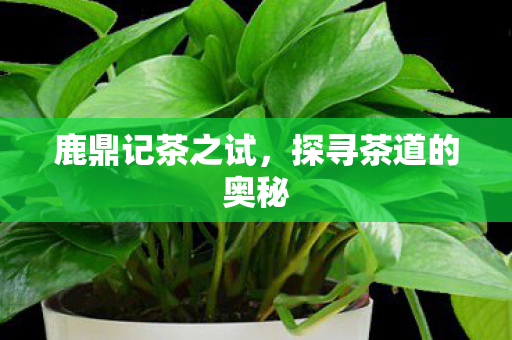 鹿鼎记茶之试,探寻茶道的奥秘 鹿鼎记茶之试,探寻茶道的奥秘